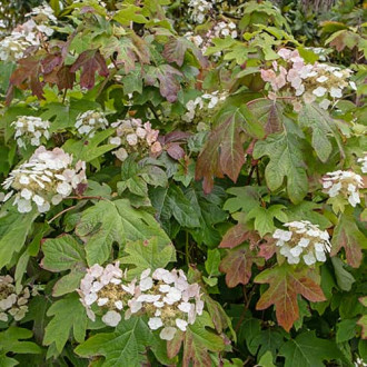 Hydrangea querc. Burgundy, С2 obrázok 2