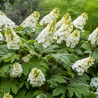 Hydrangea querc. Ice Crystal, С2 obrázok 3