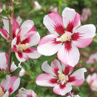 Ibištek Hamabo obrázok 8