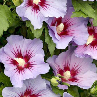 Ibištek Marina obrázok 10