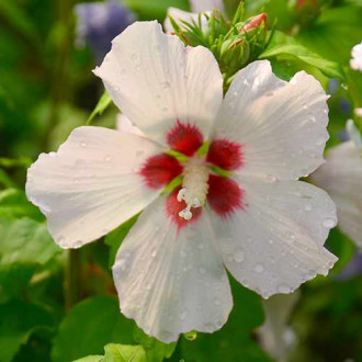 Ibištek Mathilde obrázok 11