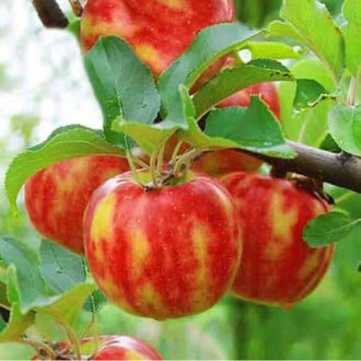 Jablko Carneval obrázok 6