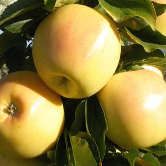 Jablko Skeena obrázok 5
