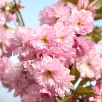 Japonská čerešňa Pink Perfection obrázok 5