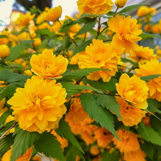 Kerria japonica Pleniflora, С2 obrázok 2