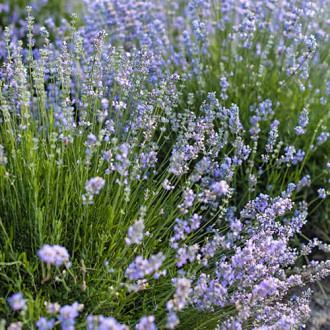 Levanduľa úzkolistá Granny's Bouquet, P9 obrázok 6
