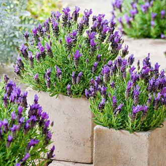 Levanduľa úzkolistá Munstead, P9 obrázok 15