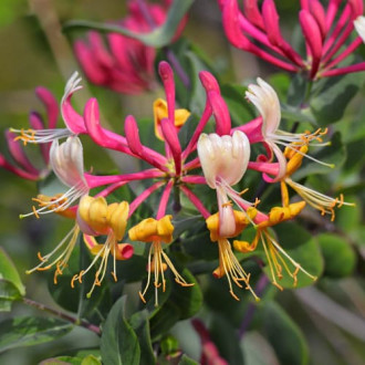 Lonicera periclymenum Belgica Select, С2 obrázok 5