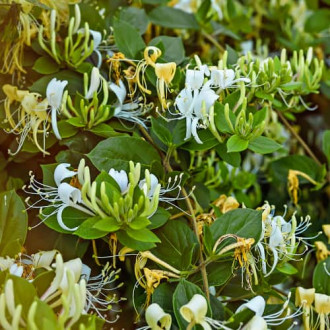 Lonicera periclymenum Graham Thomas, С2 obrázok 6