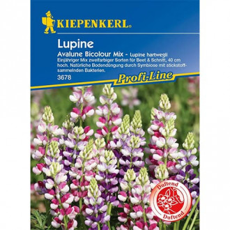Lupina letná Avalune Bicolor obrázok 4