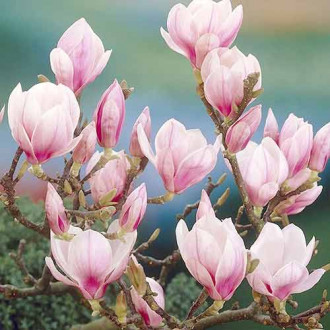 Magnólia Festirose, P9 obrázok 4