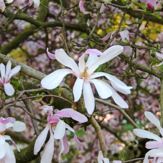 Magnolia Leonard Messel, С2 obrázok 18