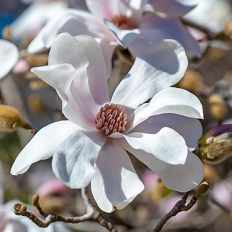 Magnolia Merrill, С2 obrázok 1