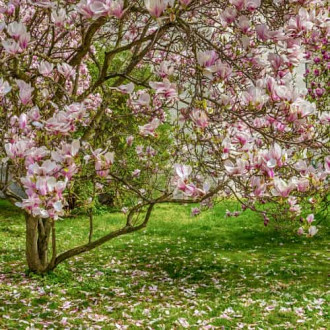 Magnolia Rustica Rubra, С2 obrázok 2