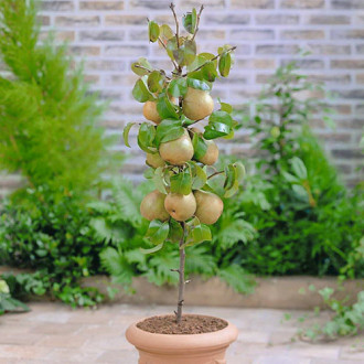 mini Hruška GardenPearl®, C2 obrázok 6