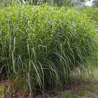 Miscanthus sinensis Little Zebra, С2 obrázok 4