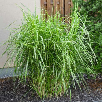 Miscanthus sinensis Strictus Dwarf, С2 obrázok 5