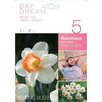 Narcis Pink Charm obrázok 2