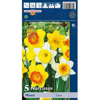 Narcis trubicovitý,mix obrázok 4