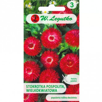 Obyčajná margaréta veľkokvetá Gracja červená