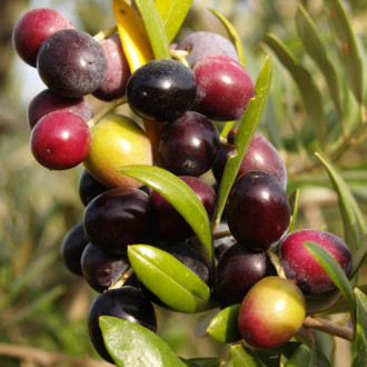 Olivovník Arbequina obrázok 1