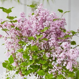 Orgován Josee fotografia 13 Orgován Josee obrázok 13