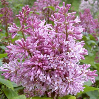 Orgován Minuet obrázok 8