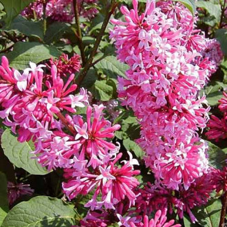 Orgován Miss Canada fotografia 9 Orgován Miss Canada obrázok 9