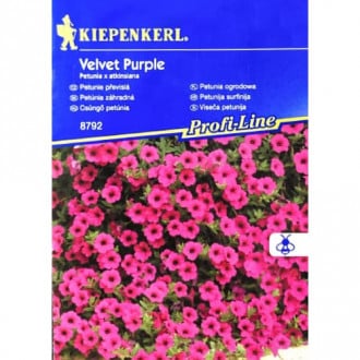 Petúnia Velvet Purple F1 obrázok 3