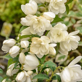 Philadelphus Snowbelle, С2 obrázok 10