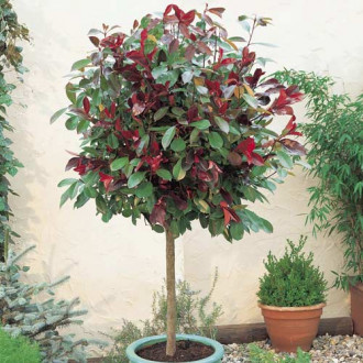 Photinia Little Red Robin, C3 obrázok 1