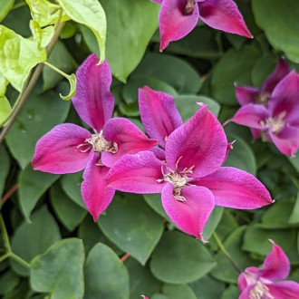 Plamienok Gravetye Beauty, Р9 obrázok 1