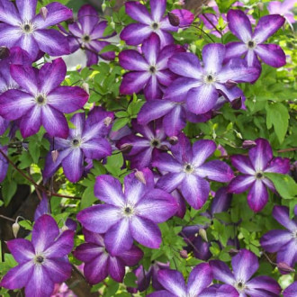 Plamienok Venosa Violacea, Р9 obrázok 3