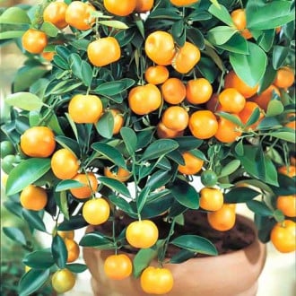 Pomarančovník Panama Orange obrázok 1