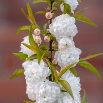 Prunus glandulosa Alba Plena, С2 obrázok 1