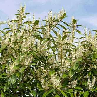 Prunus laurocerasus Rotundifolia, С2 obrázok 1