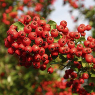 Pyracantha Red Column, C3 obrázok 2