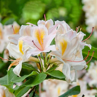 Rhododendron Arima, С2 obrázok 3