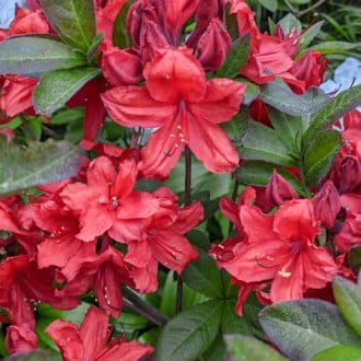 Rhododendron Nabucco, С2 obrázok 5