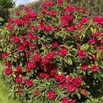 Rododendron Bengal obrázok 2