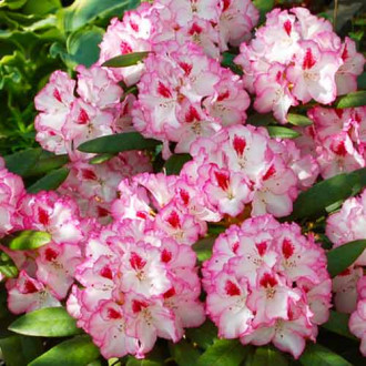 Rododendron Danuta fotografia 13 Rododendron Danuta obrázok 13
