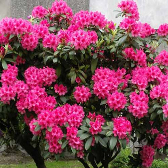 Rododendron Eruption fotografia 10 Rododendron Eruption obrázok 10