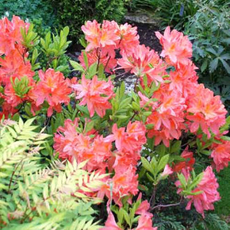 Rododendron Parkfeuer fotografia 12 Rododendron Parkfeuer obrázok 12