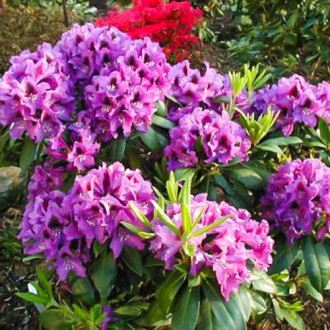 Rododendron Rasputin fotografia 15 Rododendron Rasputin obrázok 15
