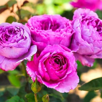 Ruža floribunda Adore Aroma obrázok 2