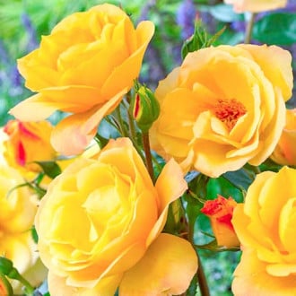 Ruža floribunda Arthur Bell obrázok 3