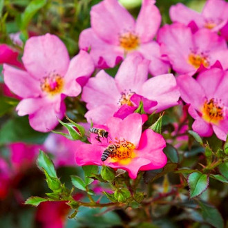 Ruža floribunda Barbi Mella obrázok 1