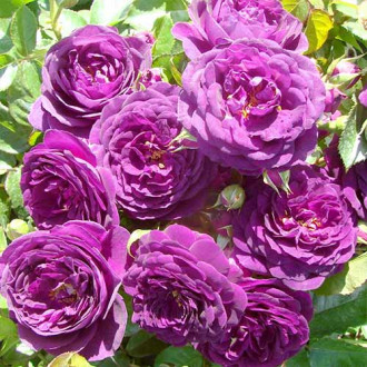 Ruža floribunda Blue Violet obrázok 1
