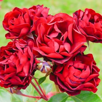 Ruža floribunda Bordo obrázok 5