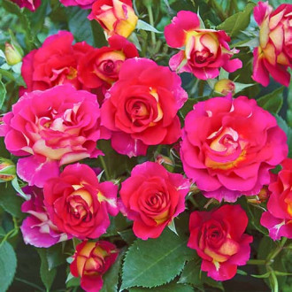 Ruža floribunda Brera® obrázok 2